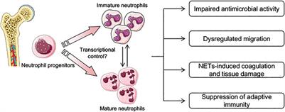 Targeting Neutrophils in Sepsis: From Mechanism to Translation